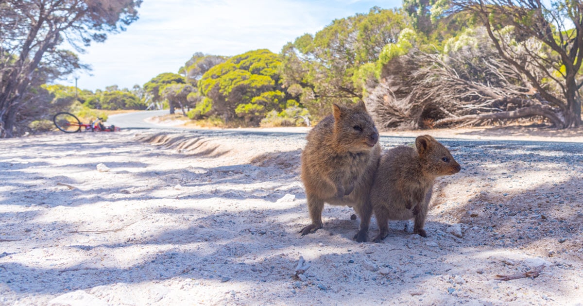 Quokkas standing next to road on Rottnest Island in Western Australia.